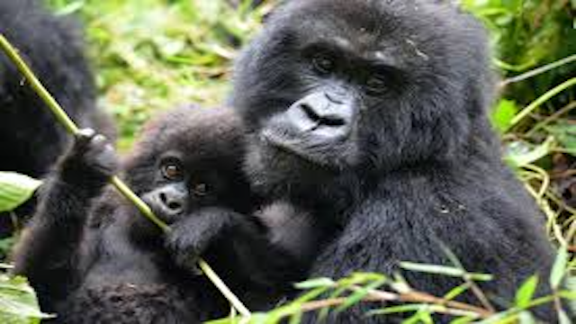 Rwandan Gorilla Grooming its Kid