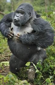 Male Gorilla showing off