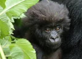  Mountain gorillas face a fragile and precarious situation